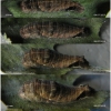nep rivularis larva4 volg22